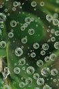 Macro raindrops on spider web