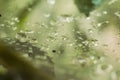 Macro of raindrops on a web Royalty Free Stock Photo