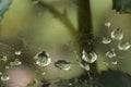 Macro of raindrops on a web Royalty Free Stock Photo