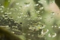 Macro of raindrops on a web Royalty Free Stock Photo