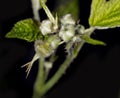 Macro raspberry buds on a black background