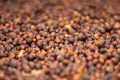 Macro of Raw Coffee Beans Drying In Crate Royalty Free Stock Photo