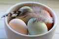 Macro of Raw Eggs with Feather from Domestic Fowl in Bowl Royalty Free Stock Photo