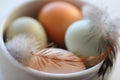 Macro of Raw Eggs with Feather from Domestic Fowl in Bowl Royalty Free Stock Photo