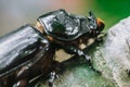 Macro real photo side half view black wild European rhinoceros beetle insect, strong protected massive body, head nose