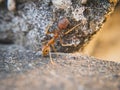 Macro of red ant or fire ant in nature Royalty Free Stock Photo