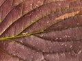 Macro red autumn leaf nature seasonal detail plant Royalty Free Stock Photo