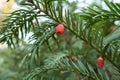 Macro of red berry-like seed cone of yew Royalty Free Stock Photo