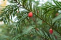 Macro of red berry-like seed cone of yew