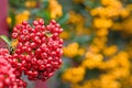 Macro of a red berry pyracantha shrub Royalty Free Stock Photo