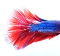 Macro of Red and Blue Siamese fighting fish, Betta Splendens iso Royalty Free Stock Photo