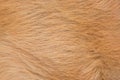 Macro red or brown dog hair fur texture. Animal dog fur abstract background. Royalty Free Stock Photo