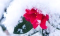 Macro of a red camellia flower covered in ice and snow Royalty Free Stock Photo