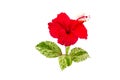 Macro of red China Rose flower Chinese hibiscus flower isolate on white background.Saved with clipping path. Royalty Free Stock Photo