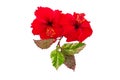 Macro of red China Rose flower Chinese hibiscus flower isolate on white background.Saved with clipping path. Royalty Free Stock Photo