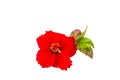 Macro of red China Rose flower Chinese hibiscus flower isolate on white background.Saved with clipping path. Royalty Free Stock Photo