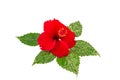 Macro of red China Rose flower Chinese hibiscus flower on white .Saved with clipping path. Royalty Free Stock Photo