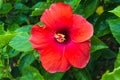 Macro of red China Rose flower Chinese hibiscus, Hibiscus rosa-sinensis , Hawaiian hibiscus , shoe flower  on natural light Royalty Free Stock Photo