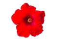 Macro of red China Rose flower Chinese hibiscus  isolate on white background.Saved with clipping path Royalty Free Stock Photo