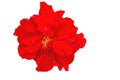 Macro of red China Rose flower Chinese hibiscus, Hibiscus rosa-sinensis , Hawaiian hibiscus , shoe flower  on white Royalty Free Stock Photo