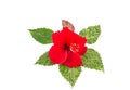 Macro of red China Rose flower (Chinese hibiscus flower, Hibiscus rosa-sinensis flower , Hawaiian hibiscus flower , shoe flower ) Royalty Free Stock Photo