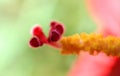 Macro red color flower stigma