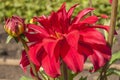 Macro of red dahlia flower. Beautiful red daisy flower with pink petals. Chrysanthemum with vibrant petals. Floral close up. Red Royalty Free Stock Photo