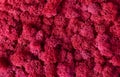 Macro of red decorative moss texture Royalty Free Stock Photo