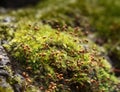 Moss Royalty Free Stock Photo