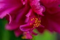 Art photography of blurred blooming red purple Hibiscus. Shallow depth of field. Toned image. Copy space. Macro. Royalty Free Stock Photo