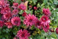 Macro of red flowers of Chrysanthemum Royalty Free Stock Photo