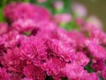 The macro red flowers