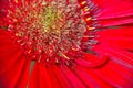 Macro of a red Gerber Daisy Royalty Free Stock Photo