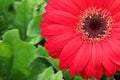 Macro of a red gerbera at the top right hand corner Royalty Free Stock Photo