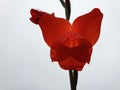 Macro of red gladiolus with raindrops, Beautiful red flower with water drops isolated Royalty Free Stock Photo