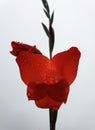 Macro of red gladiolus with raindrops, Beautiful red flower with water drops isolated Royalty Free Stock Photo