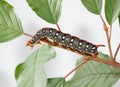 Macro of red horn caterpillar on tree Royalty Free Stock Photo