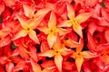 Macro of Red ixora flower