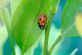 macro of red ladybird bag on the green leaf. Vivid red and green colours. Gardening, springtime, macro, selective focus