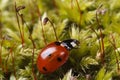 Macro red ladybug on a fluffy moss spring. Royalty Free Stock Photo