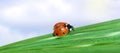 Macro red Ladybug on green grass Royalty Free Stock Photo