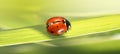 Macro red Ladybug on green grass Royalty Free Stock Photo