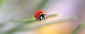 Macro red Ladybug nature blur background