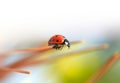 Macro red Ladybug nature blur background