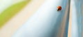 Macro red Ladybug nature blur background.