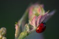 Macro of a Red Ladybug in vineyard on green wine leaf defocused background Royalty Free Stock Photo