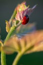 Macro of a Red Ladybug in vineyard on green wine leaf defocused background Royalty Free Stock Photo