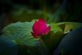 A macro red lotus flower bud in blossom Royalty Free Stock Photo