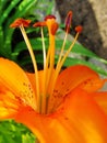 Macro of red, orange flower with pollen on anther.