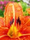 Macro of red, orange flower with pollen on anther. Royalty Free Stock Photo